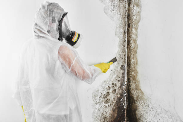 Office Mold Removal Services in Cornelius, NC