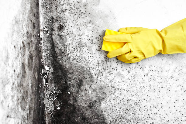 Best Commercial Mold Removal  in Cornelius, NC