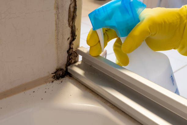 Best Certified Mold Removal  in Cornelius, NC