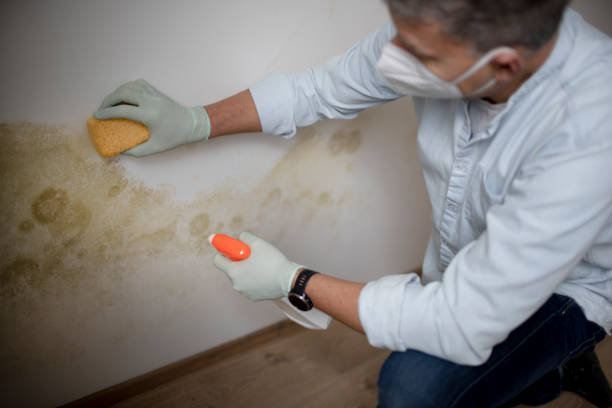 Best Mold Remediation Experts  in Cornelius, NC