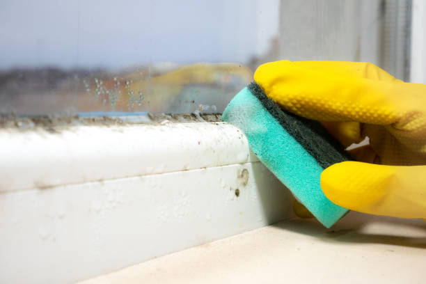 Best Mold Damage Repair  in Cornelius, NC