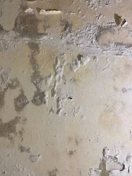 Best Mold Testing  in Cornelius, NC