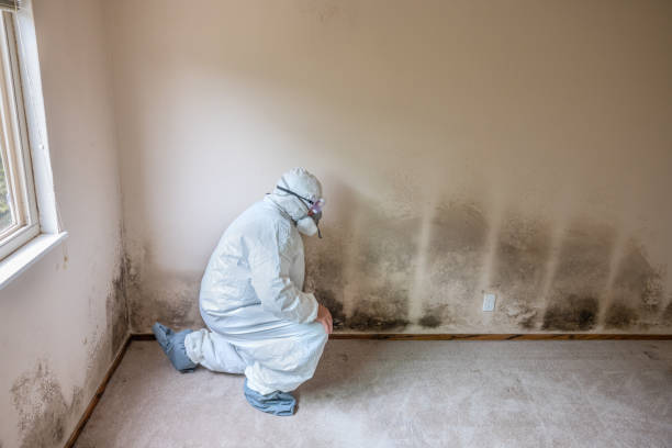 Best Toxic Mold Removal  in Cornelius, NC