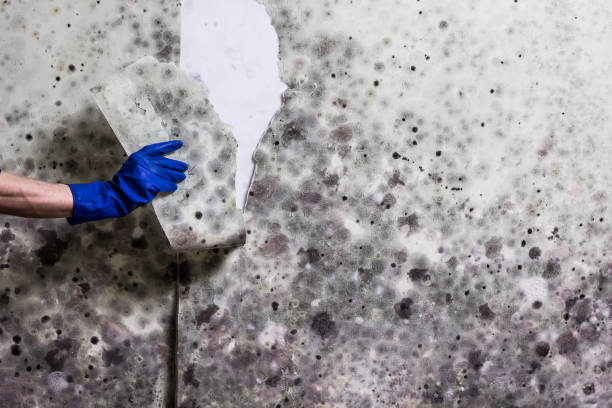 Best Local Mold Removal Service  in Cornelius, NC