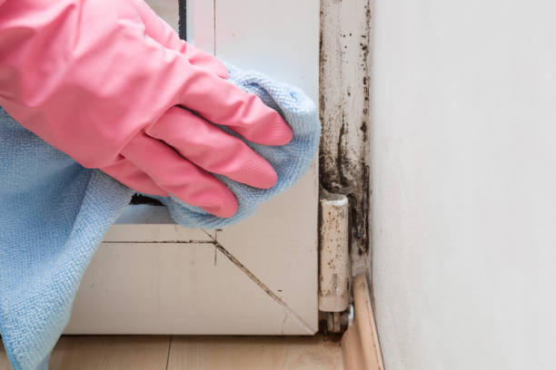 Best Residential Mold Removal  in Cornelius, NC