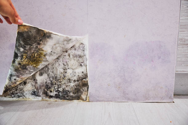 Professional Mold Removal in Cornelius, NC